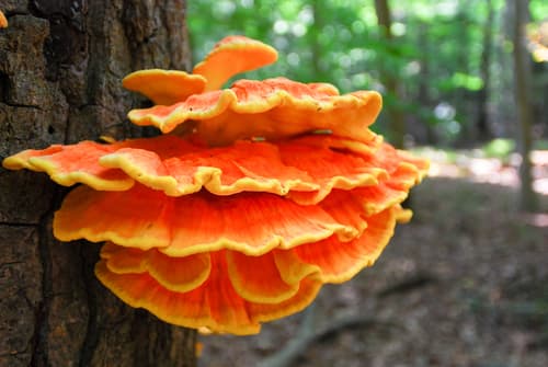 chicken of the woods observation image