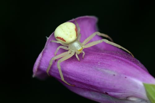 Goldenrod Crab Spider observation image