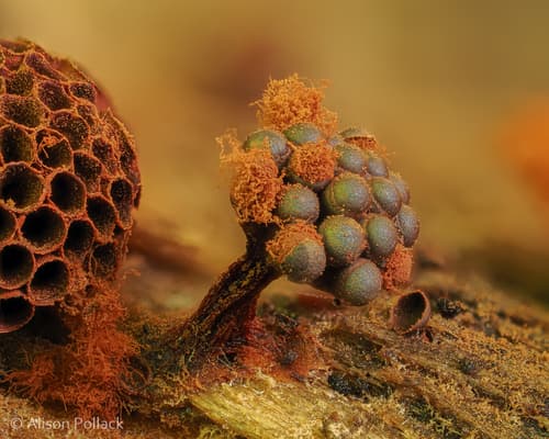 Wasp's Nest Slime Mold observation image