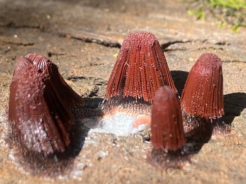 chocolate tube slime observation image