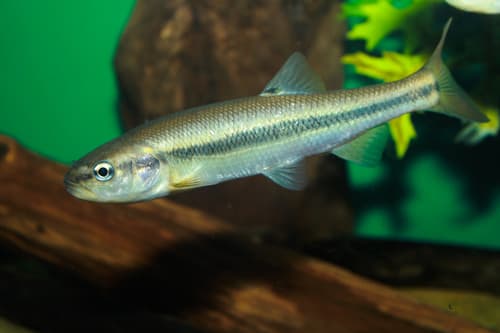 Creek Chub observation image