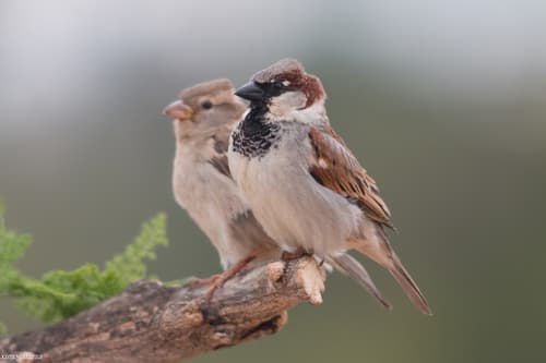 House Sparrow observation image