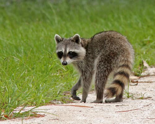Common Raccoon observation image