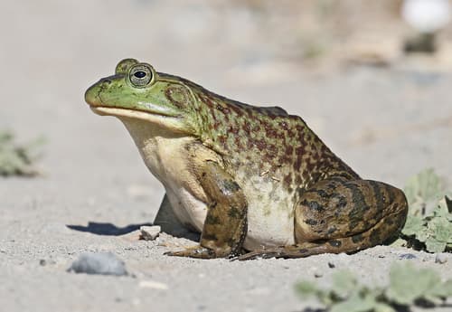 American Bullfrog observation image