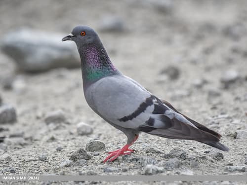 Rock Pigeon observation image