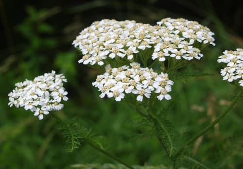 common yarrow observation image
