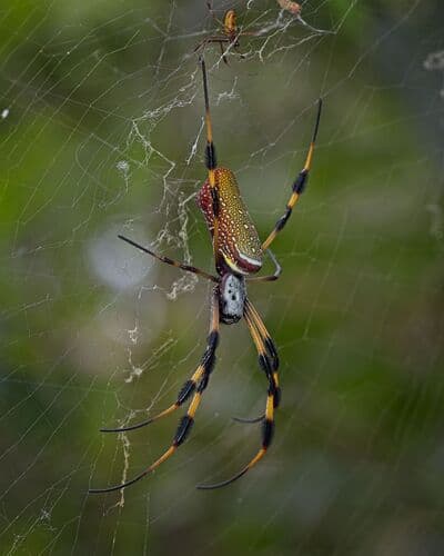 Golden Silk Spider observation image