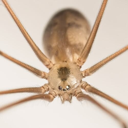 Long-bodied Cellar Spider observation image