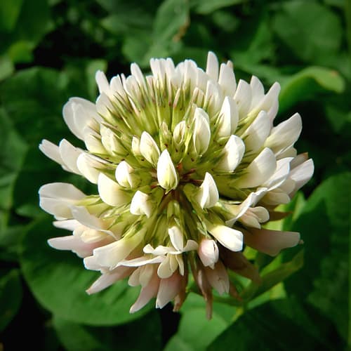 white clover observation image