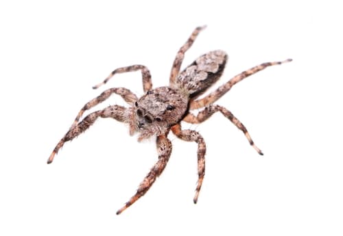 Tan Jumping Spider observation image