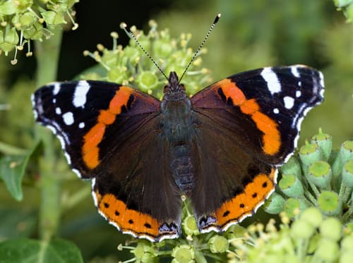 Red Admiral observation image