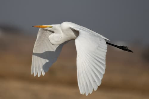 Great Egret observation image