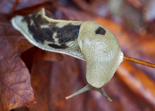 Pacific Banana Slug observation image