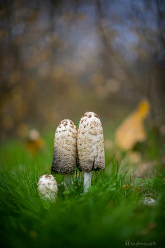 Shaggy Mane observation image