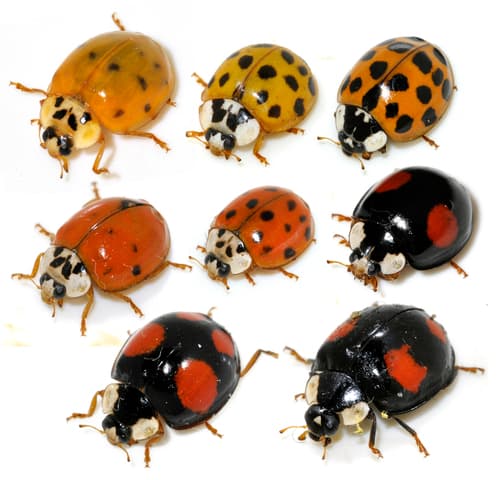 Asian Lady Beetle observation image