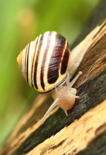 Brown-lipped Snail observation image