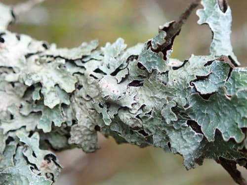 Netted shield lichen observation image