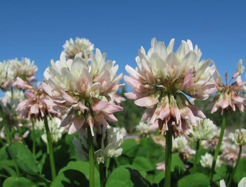 white clover observation image