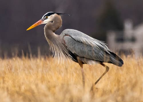 Great Blue Heron observation image
