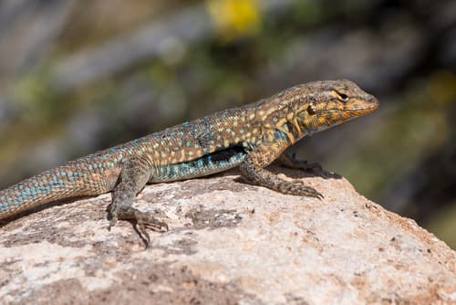 Common Side-blotched Lizard observation image