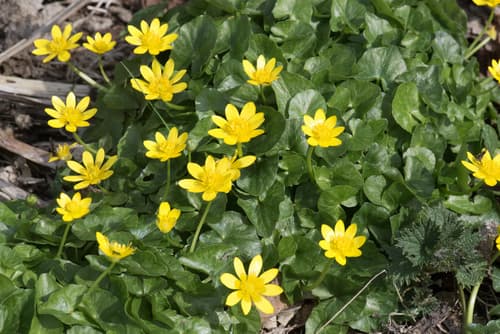 lesser celandine observation image