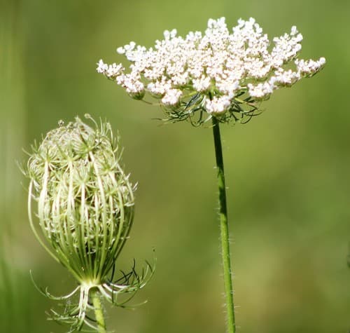 wild carrot observation image
