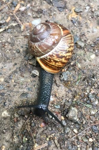 Copse Snail observation image