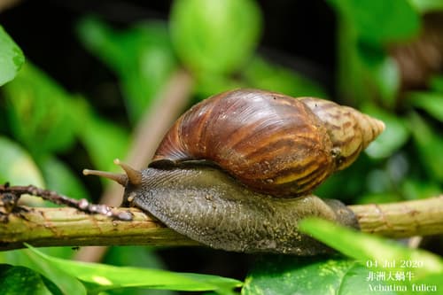 African Giant Snail observation image