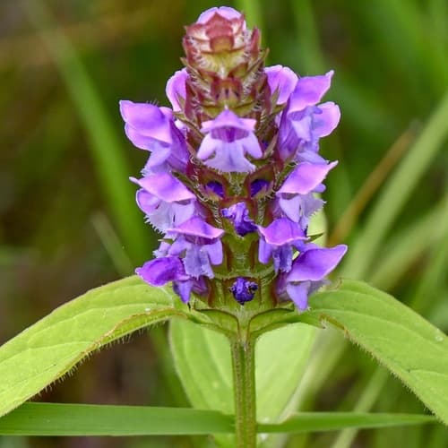 common selfheal observation image