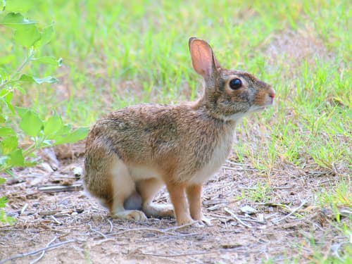 Eastern Cottontail observation image
