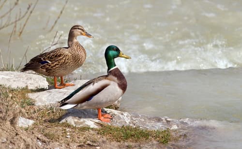 Mallard observation image