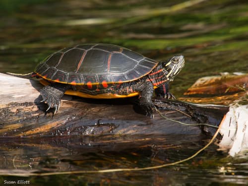 Painted Turtle observation image