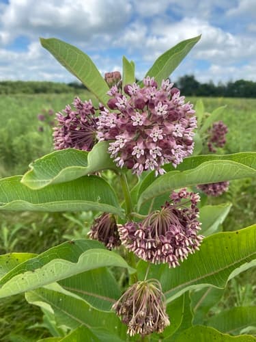 common milkweed observation image