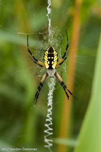 Yellow Garden Spider observation image