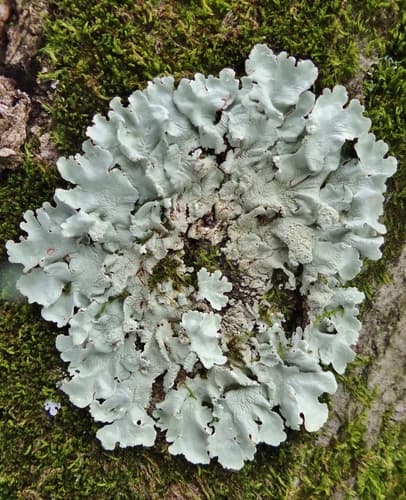 common greenshield lichen observation image