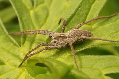 European Nursery Web spider observation image