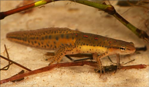 Eastern Newt observation image