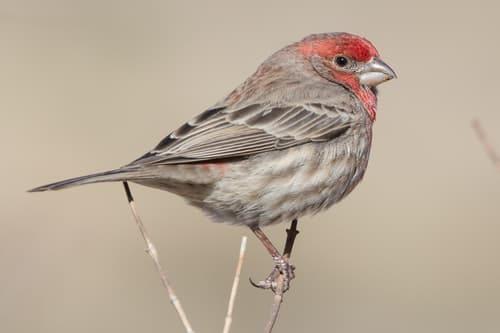 House Finch observation image