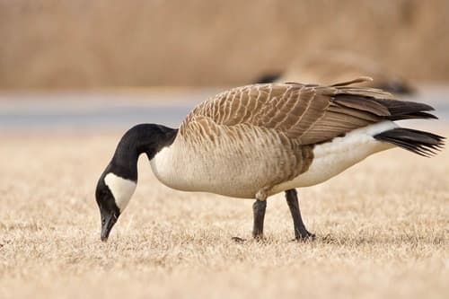 Canada Goose observation image