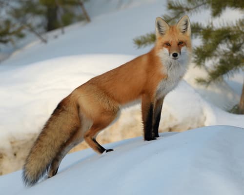 Red Fox observation image