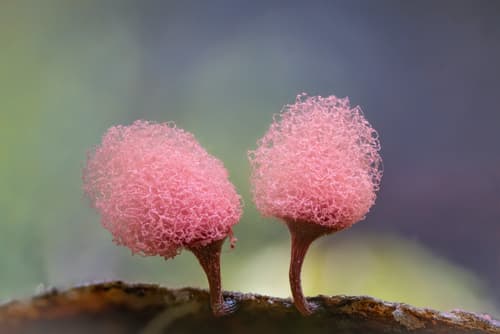 carnival candy slime mold observation image
