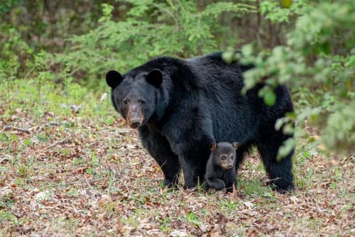 American Black Bear observation image