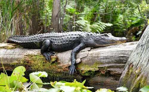 American Alligator observation image