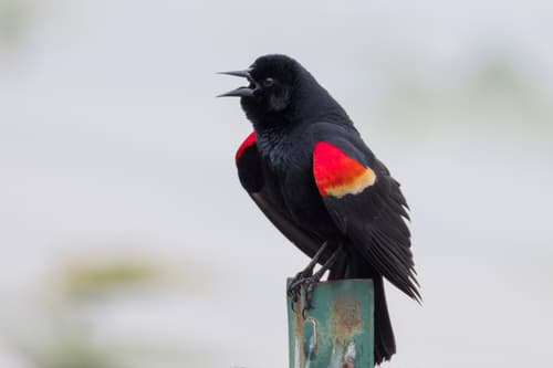 Red-winged Blackbird observation image