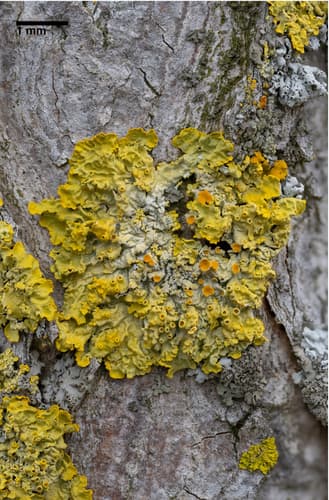 Common Sunburst Lichen observation image