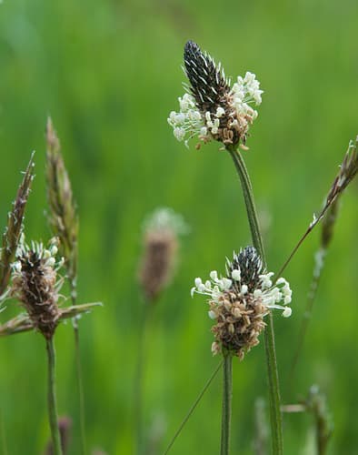 ribwort plantain observation image