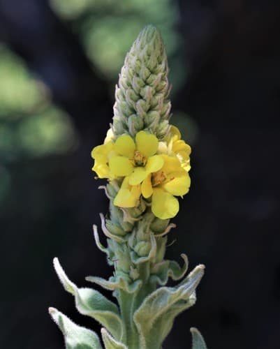 great mullein observation image