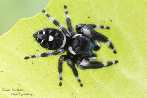 Bold Jumping Spider observation image