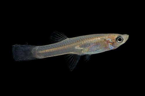 Western Mosquitofish observation image