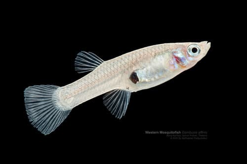 Western Mosquitofish observation image
